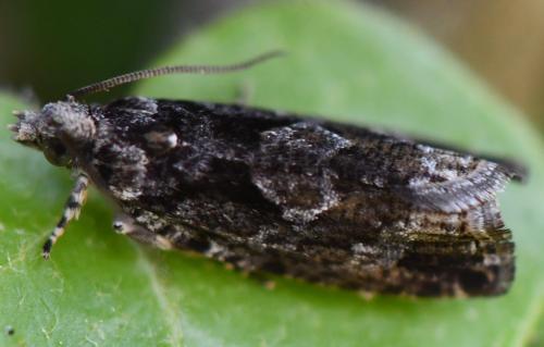 Réf. 324 082 : Zeiraphera isertana